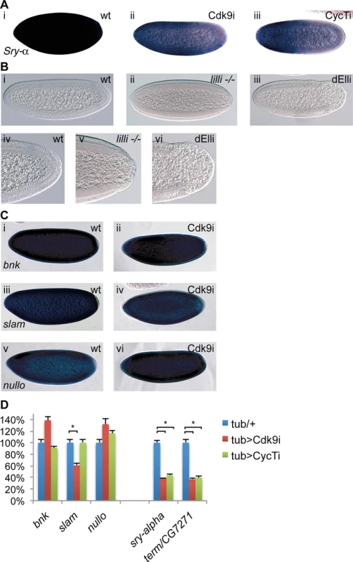 P-TEFb and the Super Elongation Complex (SEC) display similar phenotypes.