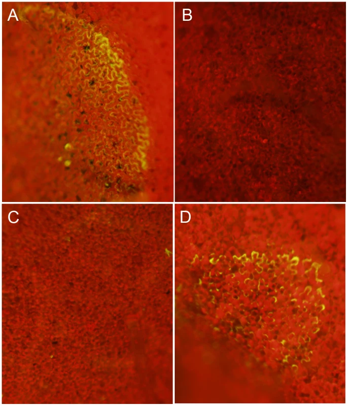 Oxalic acid modulates the host redox environment.