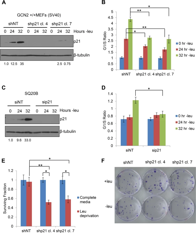p21 regulates G<sub>1</sub>/S arrest and cell survival under conditions of amino acid deprivation.