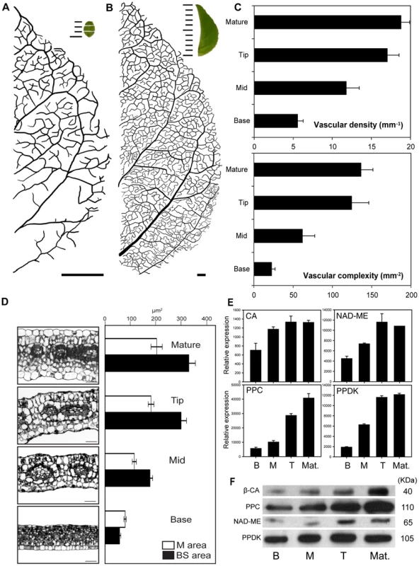 The C<sub>4</sub> maturation gradient in leaves of <i>Cleome gynandra</i>.