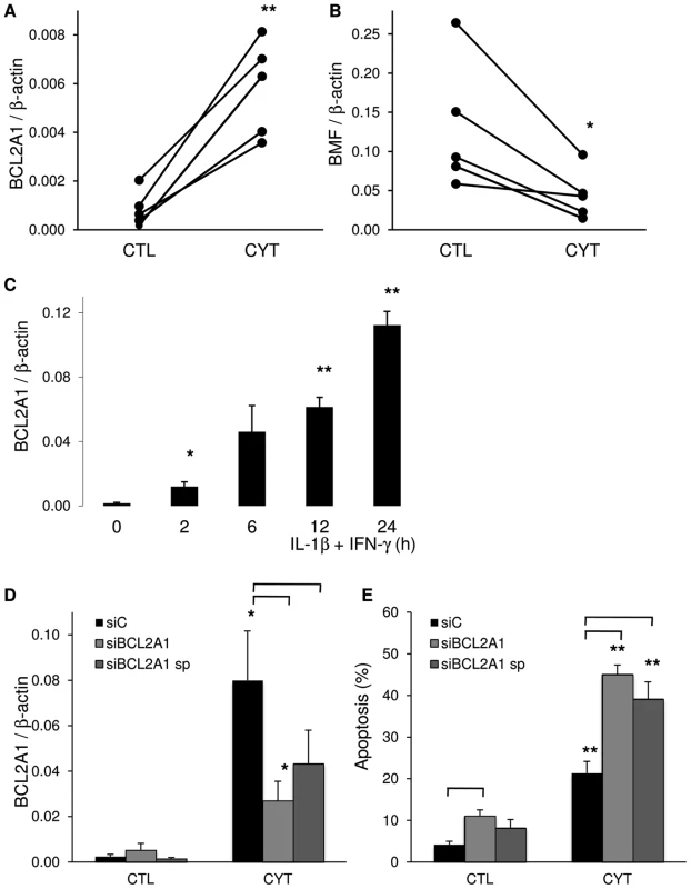 IL-1β+IFN-γ modifies BCL2A1 and BMF expression.