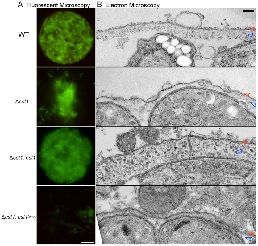 The mucin domain of CST1 is required to form mechanical stress-resistant cyst wall structures.