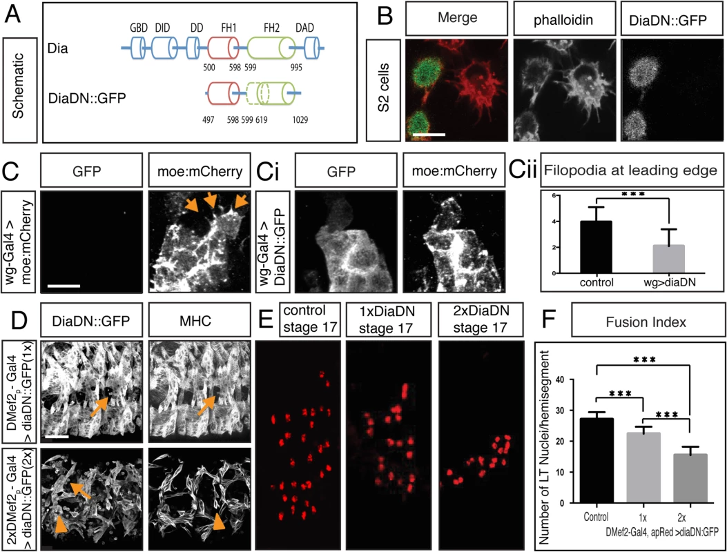 Diaphanous is required for myoblast fusion.