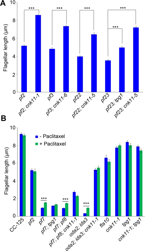 The <i>cnk11</i> mutants and paclitaxel can partially rescue flagellar shortness in motility mutants.