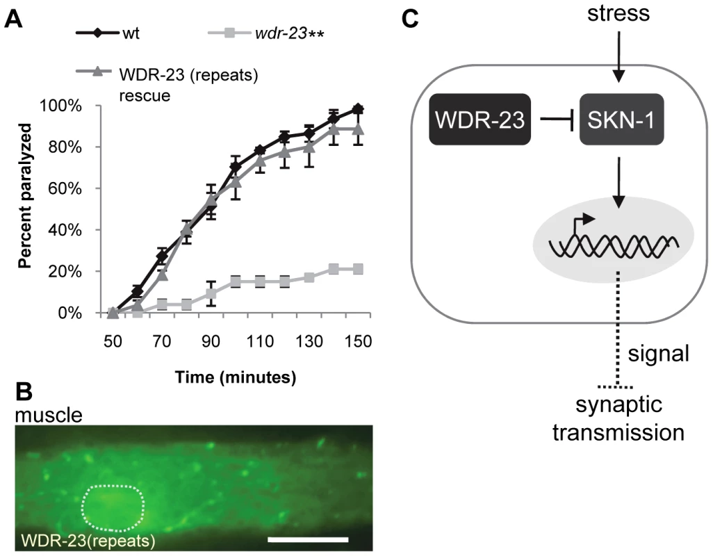 The WD40 repeat domains are sufficient for WDR-23 function.