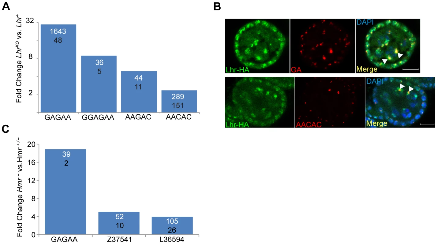 <i>Lhr</i> and <i>Hmr</i> repress satellite DNA transcription.