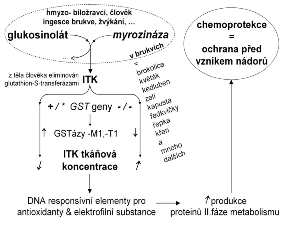 Biotransformace glukosinolátu a izothiokyanátu (ITK)
Po narušení struktury brukve krouháním nebo žvýkáním, může enzym myrozináza ze skladovaného glukosinolátu odštěpit ITK. Tkáňové koncentrace ITK mohou být vysoké, je-li brukvovitá zelenina konzumována často, nebo když je aktivita glutathion-S-transferáz (GST), které eliminují ITK z těla, nulová. ITK pak snadno obsadí odpovídající funkční struktury na DNA, a tím aktivuje produkci celé řady dalších enzymů II. fáze metabolismu, které jsou zodpovědně za neutralizaci a odchod nebezpečných molekul z organismu. Biotransformace glukosinolátu, při níž vzniká vedle ITK také indol-3-karbinol a celá řada dalších látek, se v evoluci u brukvovitých vyvinula, aby je ochránila před hmyzem. Když se červ zahryzne do brukve, vysoké koncentrace ITK jej mohou usmrtit, působí repelentně i antimikrobiálně.

