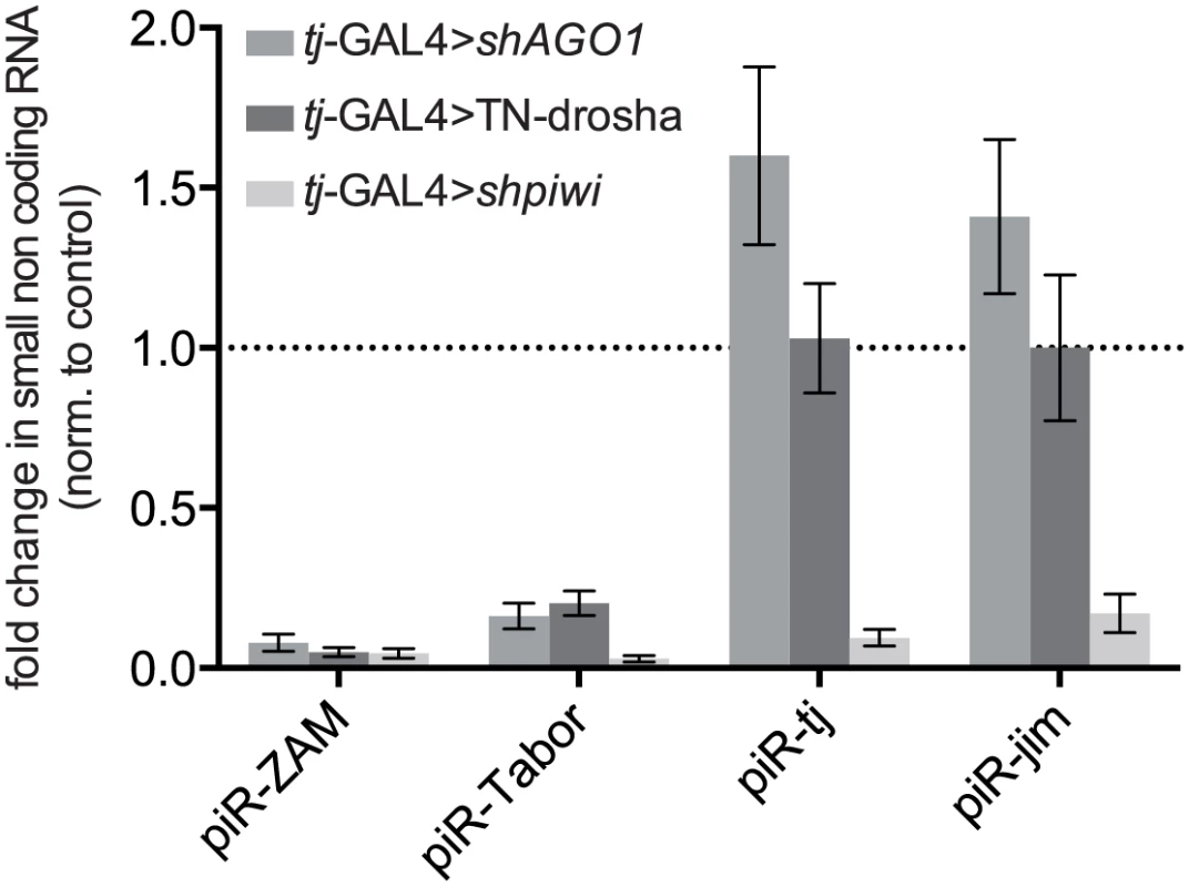 Effect of the impairment of the piRNA and miRNA pathways on the accumulation of four individual piRNAs.