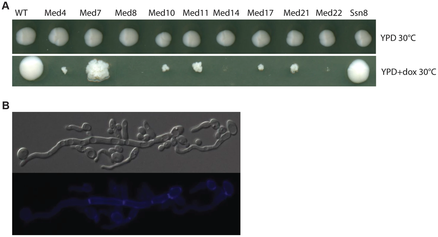 Growth of Mediator subunit mutant strains in the GRACE collection.