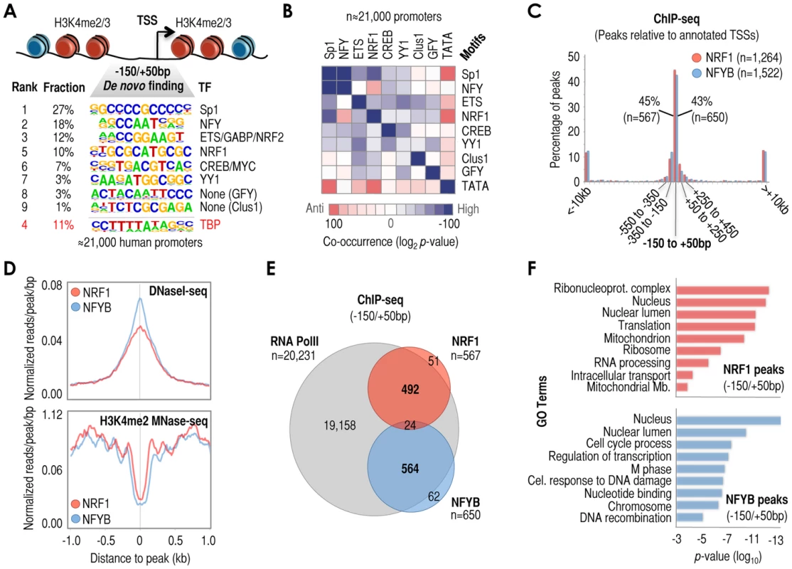 A series of cis-regulatory elements (here termed ‘cardinal’ motifs) are highly enriched at −150/+50 bp relative to TSS (+1) and may define different subsets of human promoters.
