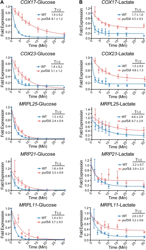Posttranscriptional regulation of the mitochondrial ribosome and the <i>COX</i> genes by carbon source and Puf3 in <i>S</i>. <i>cerevisiae</i>.