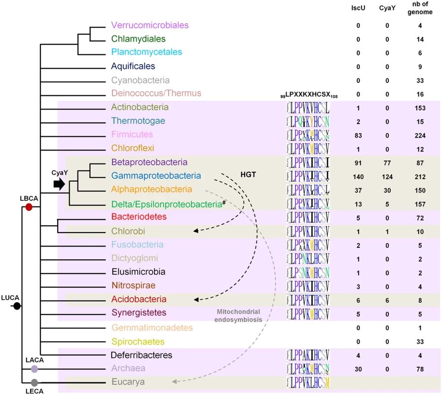 Model for CyaY protein evolution.