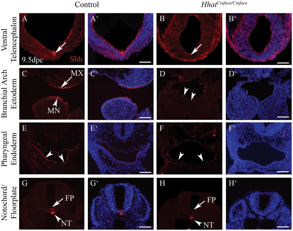 Shh activity is disrupted in <i>Hhat<sup>Creface/Creface</sup></i> embryos.