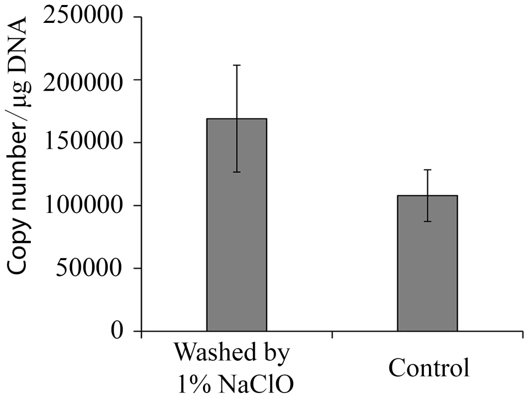 Viral load of HaDNV-1 in cotton bollworm eggs.