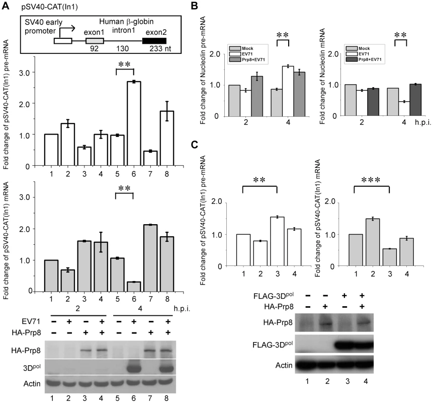 3D<sup>pol</sup> affects cellular pre-mRNA splicing by interacting with Prp8.