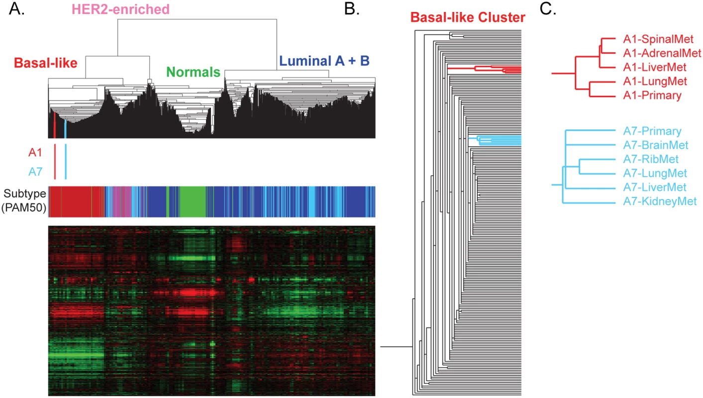 Molecular relatedness of matched primary and metastases.