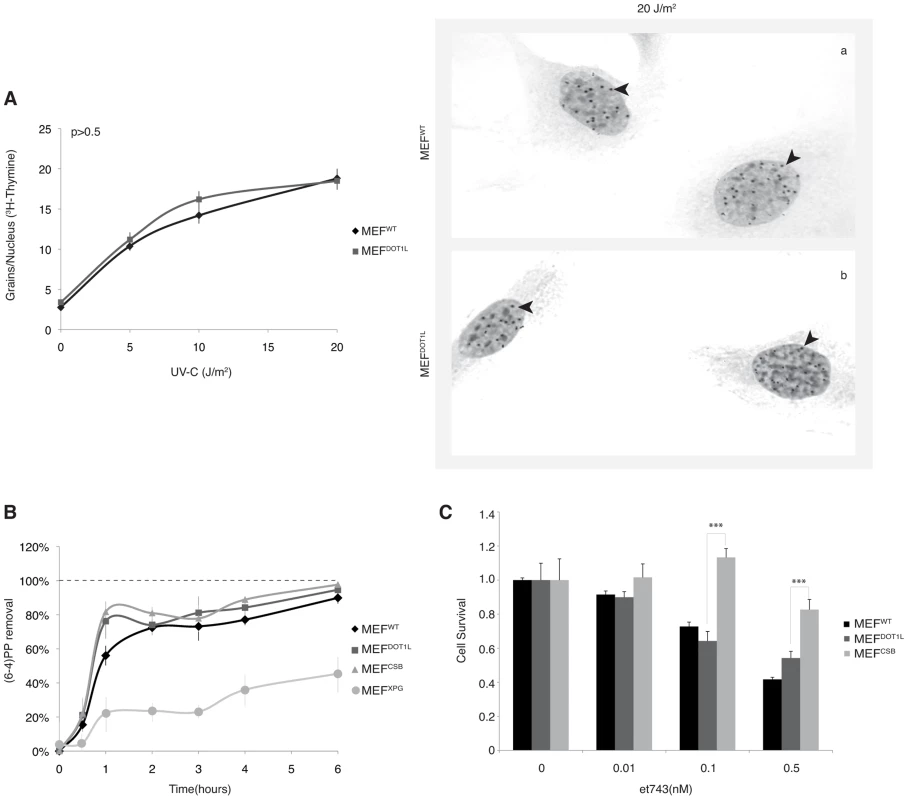 DNA repair takes place in the absence of DOT1L.