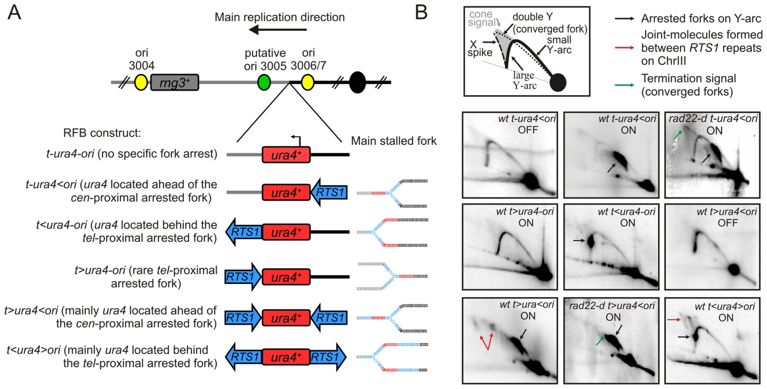 Conditional replication fork-arrest assays.