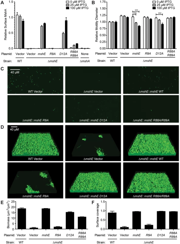 MshE interaction with c-di-GMP is essential for MSHA function.