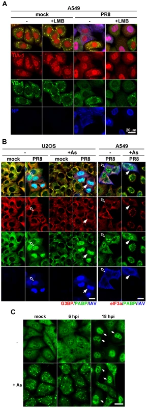 vRNP export-independent SG inhibition by influenza virus coincides with depletion of cytoplasmic poly(A) RNA and nuclear relocalization of PABP1.