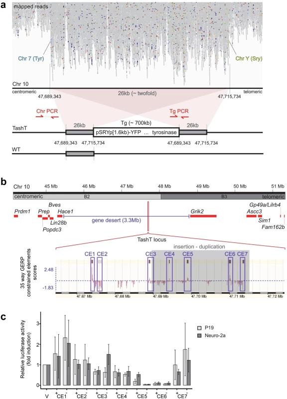 The TashT transgene insertion site is enriched in highly conserved regions possessing silencer activity.