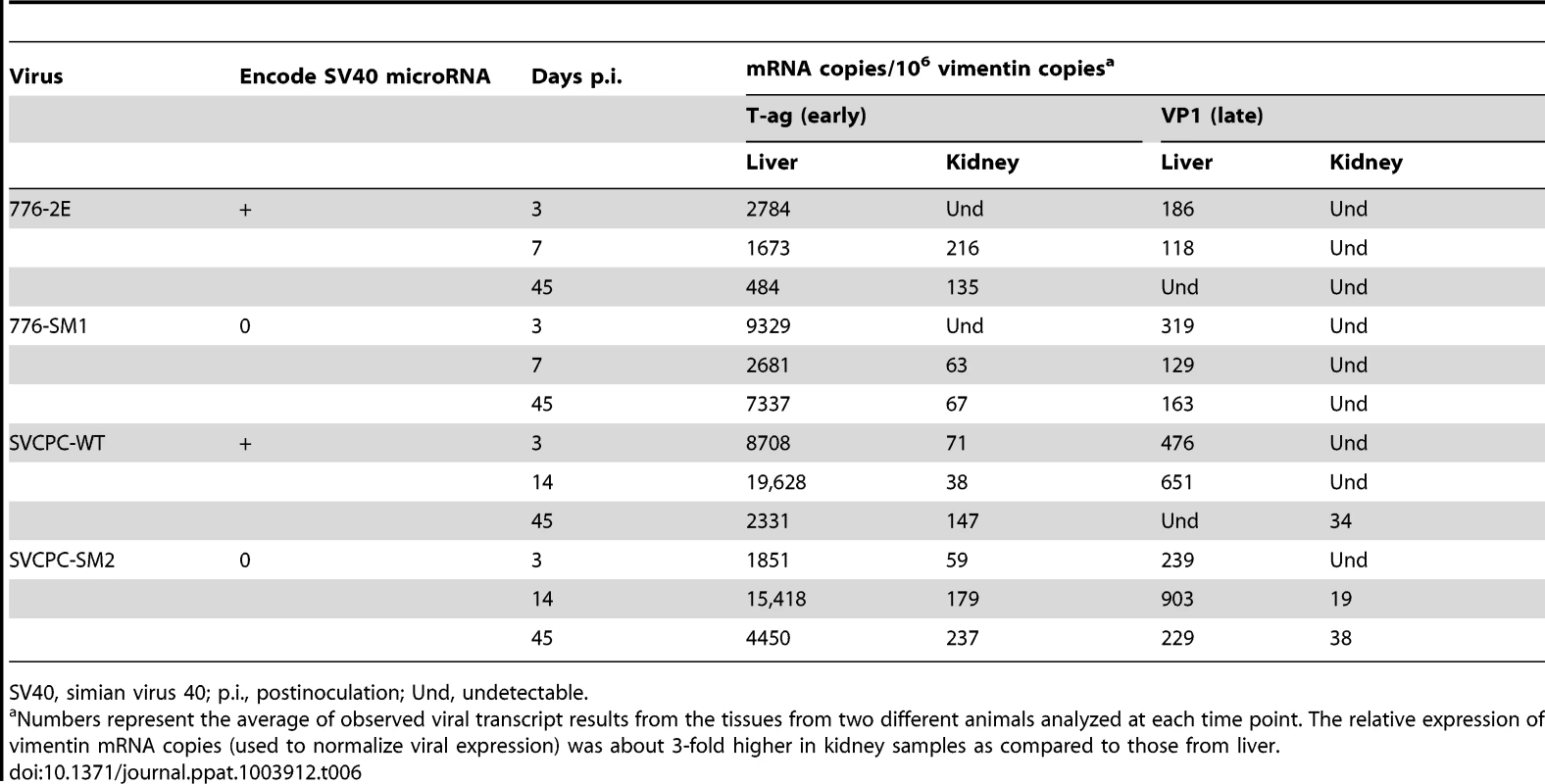 SV40 mRNA expression in hamster liver and kidney tissues.