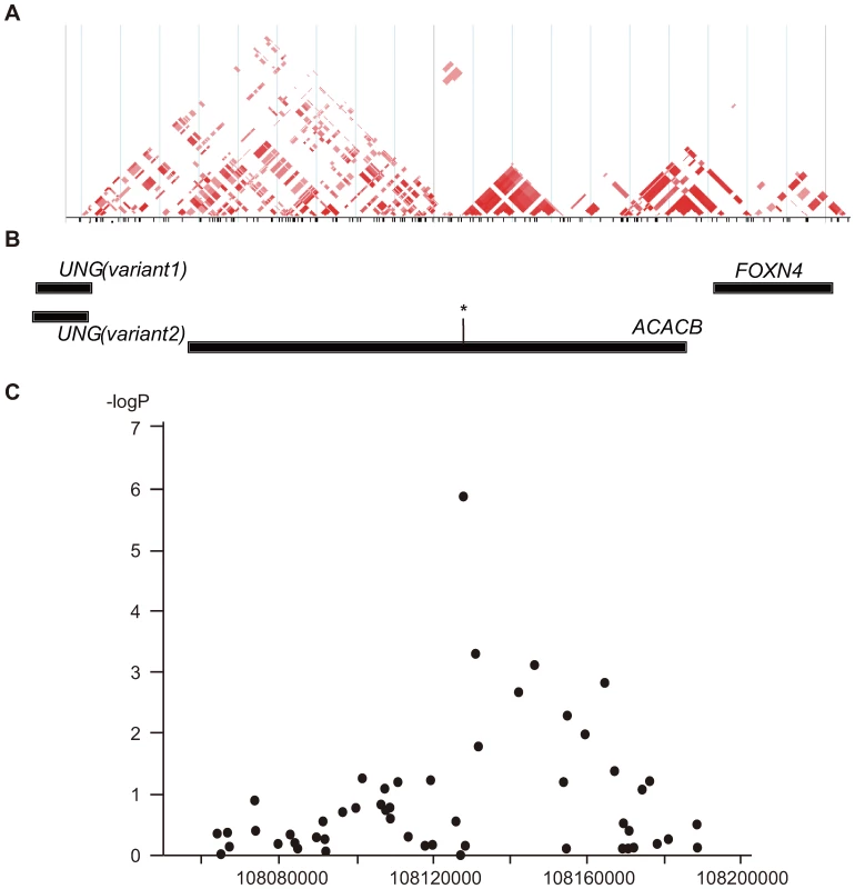 Schematic view of the association of SNPs in the <i>ACACB</i> region with diabetic nephropathy.