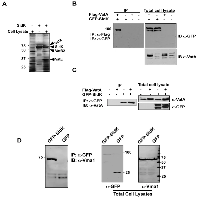 The vacuolar H<sup>+</sup>-ATPase is the cellular target of SidK.