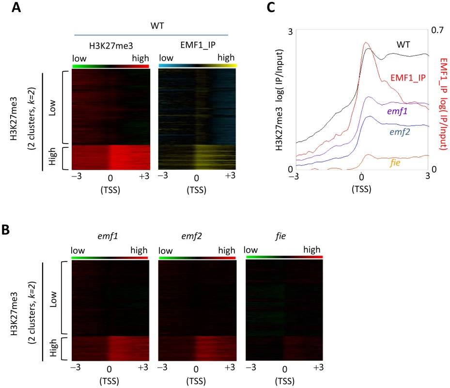 H3K27me3 modification and EMF1 binding pattern in genes of high and low H3K27 trimethylation levels.