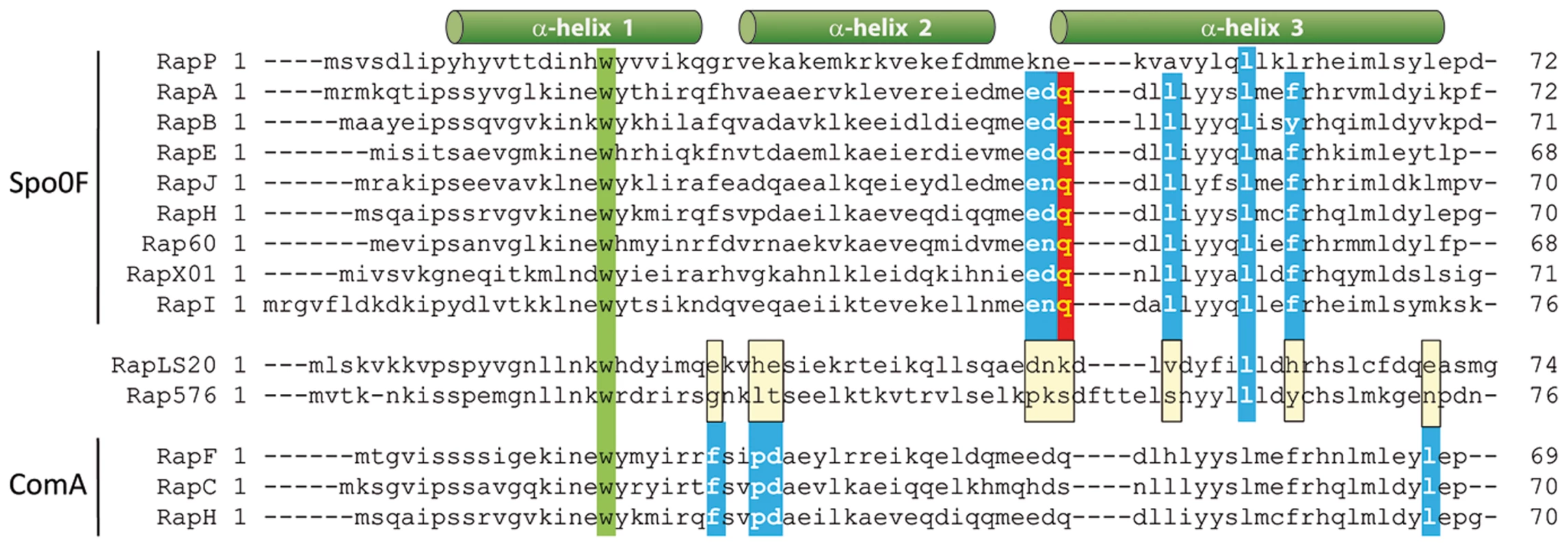 Conserved residues important for Rap proteins known to interact with Spo0F or ComA are not conserved in Rap<sub>LS20</sub>.