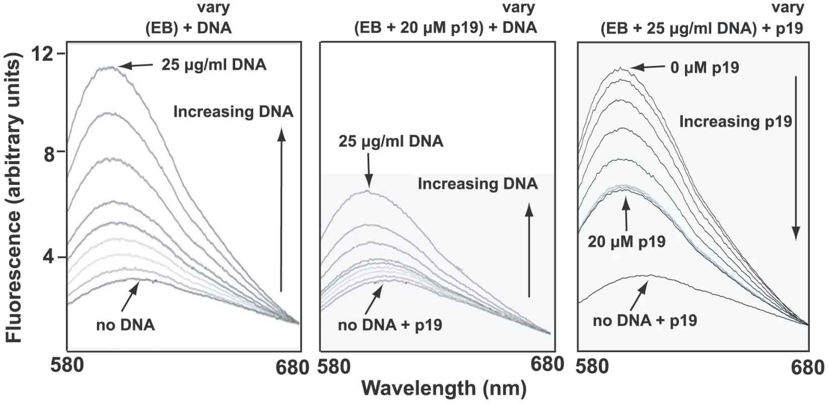 Fluorometric measurement of EB-network binding and the effect of p19.