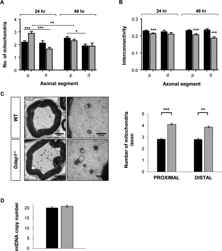 Mitochondrial quantitation and network distribution in cultured MNs and sciatic nerves from WT and <i>Gdap1</i><sup><i>-/-</i></sup> mice.