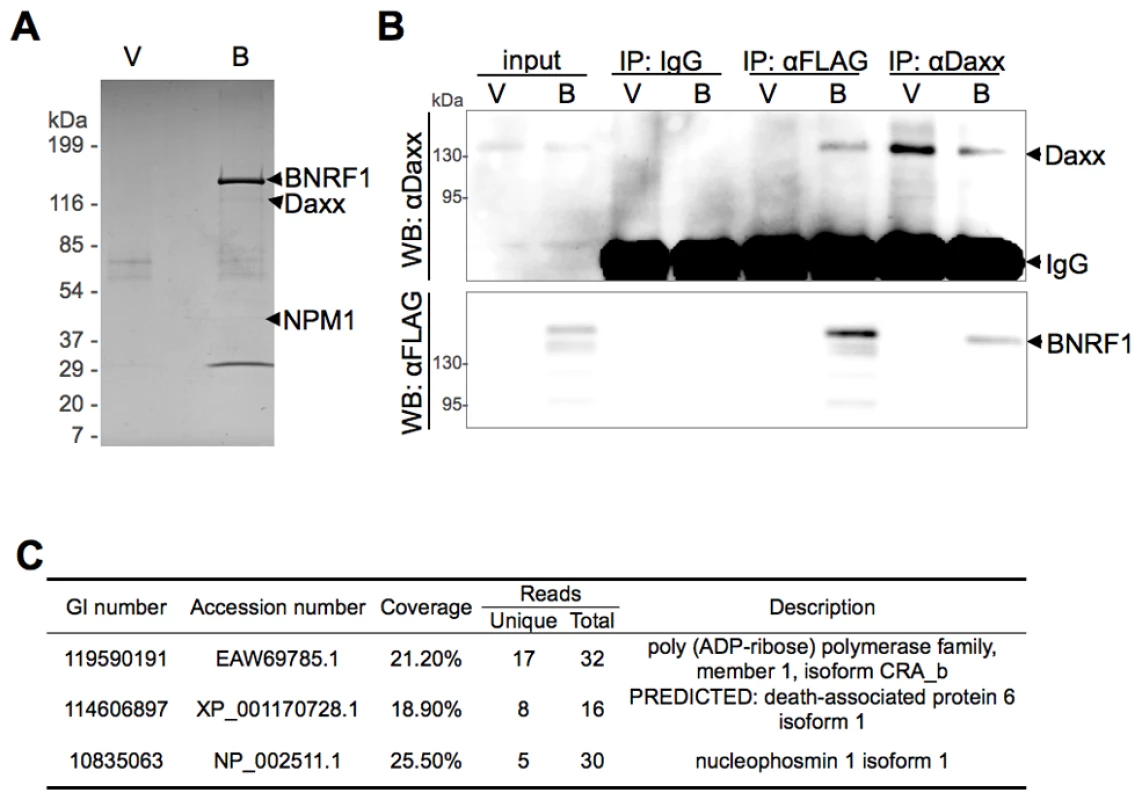 BNRF1 binds the cellular protein Daxx.