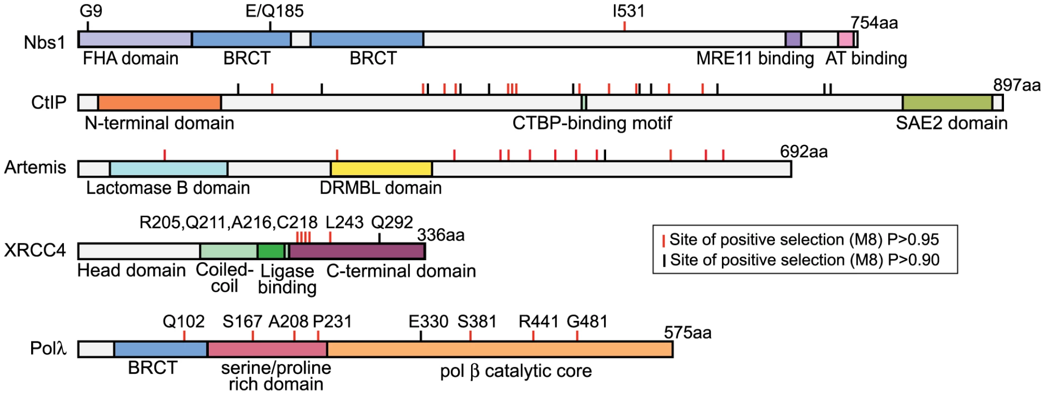 Five proteins in the NHEJ pathway show signatures of positive selection.