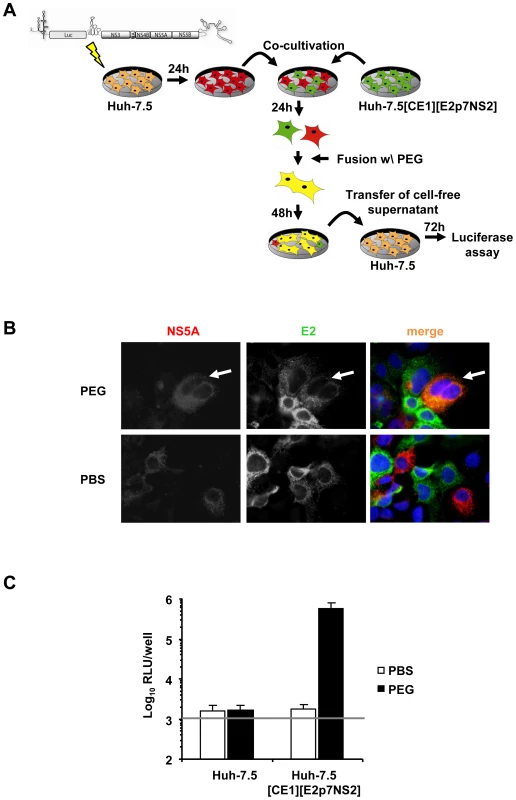 <i>Trans</i>-complementation of HCV assembly and release in heterokaryons between human liver cells.