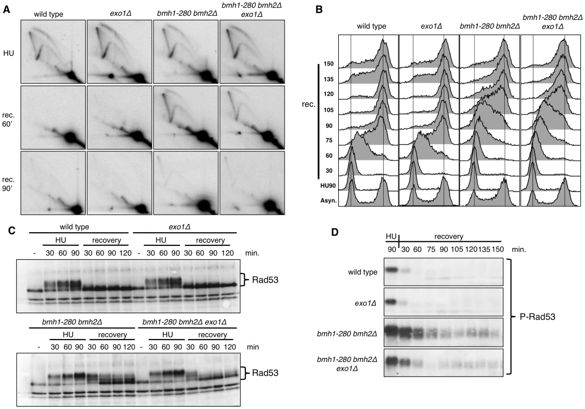 Pattern of HU recovery in wild-type, <i>exo1Δ</i>, <i>bmh1-280 bmh2Δ</i>, and <i>bmh1-280 bmh2Δ exo1Δ</i> strains.