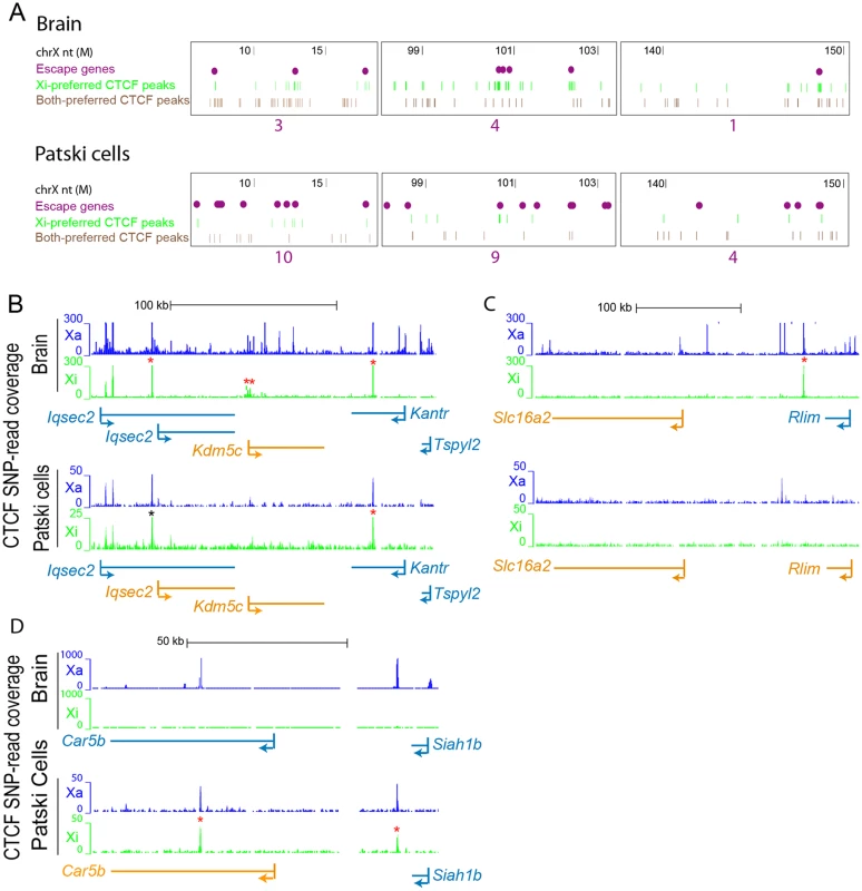 CTCF peaks density and distribution differ in brain and Patski cells.