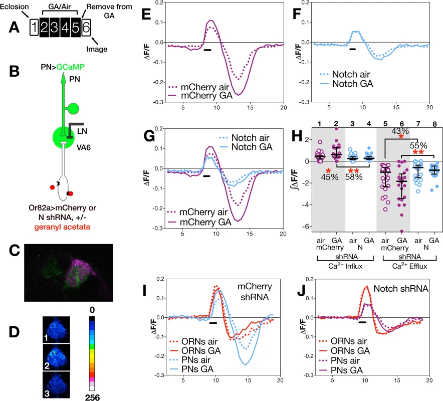 N in ORNs is required for PN neuronal plasticity.