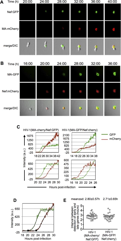 Dynamics of early and late gene expression in individual cells.