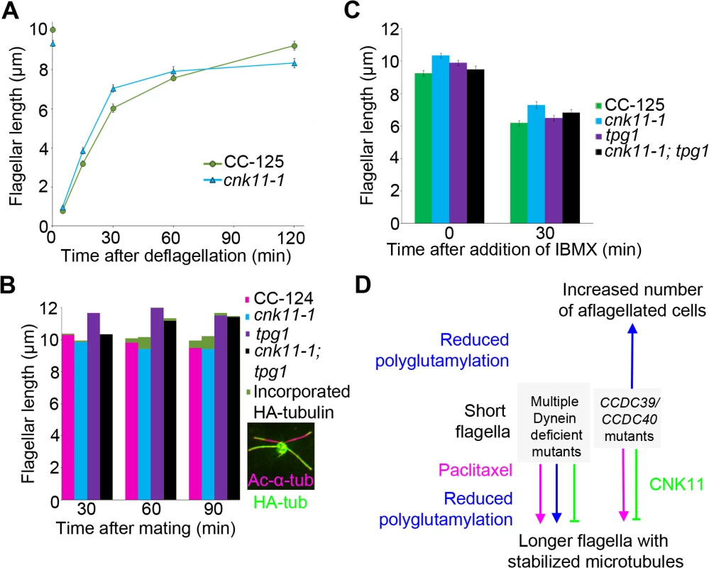 The <i>cnk11-1</i> mutant has increased tubulin turnover at the flagellar tip.