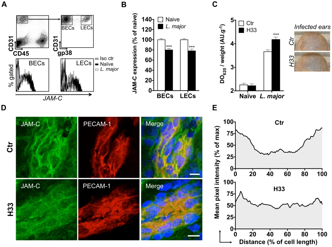 The antibody H33 mimics JAM-C downregulation after L. major inoculation, and locally increases vascular permeability after infection.