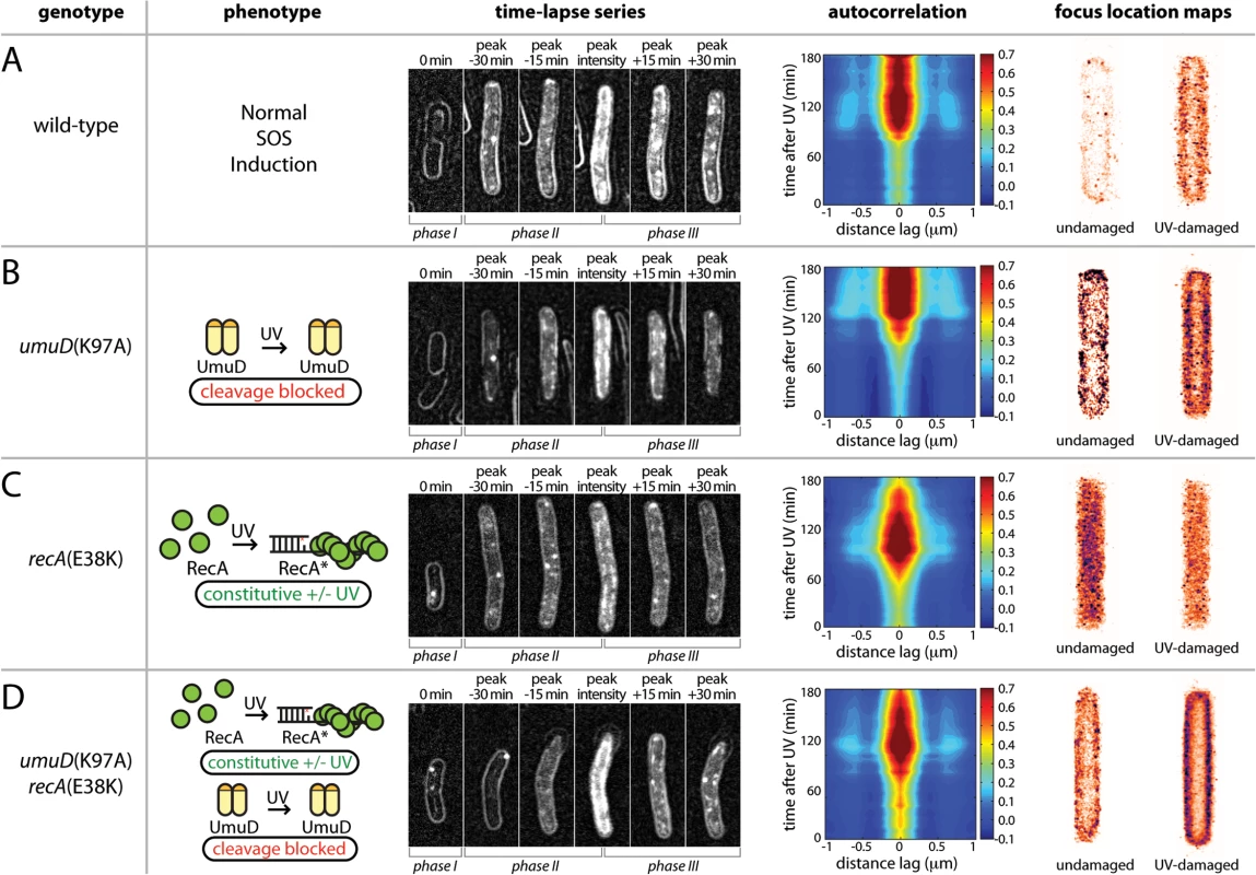 Identifying the cellular location of UmuC-containing species using mutants with defects in the pol V activation pathway.