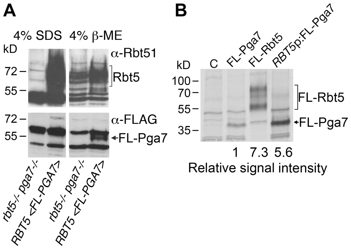 Rbt5 is more abundantly expressed than Pga7.