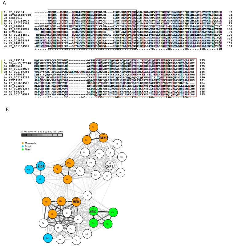 The HEI10 protein family.