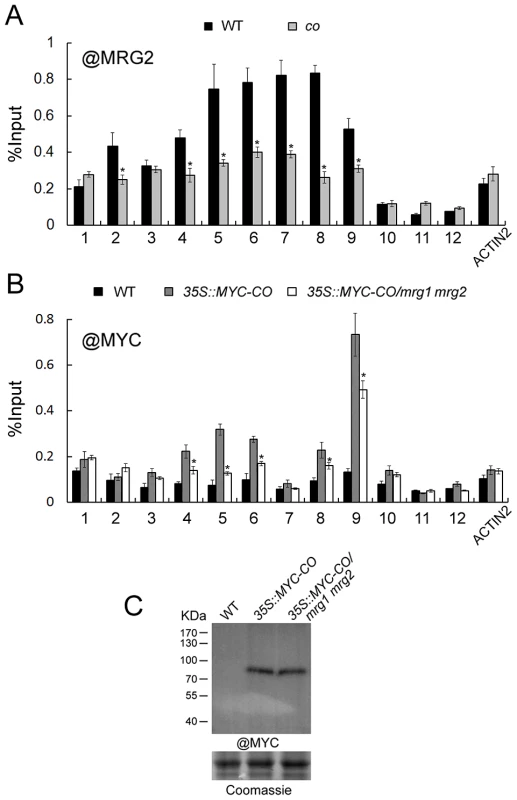 MRG2 and CO enhance each other's binding to the <i>FT</i> promoter.