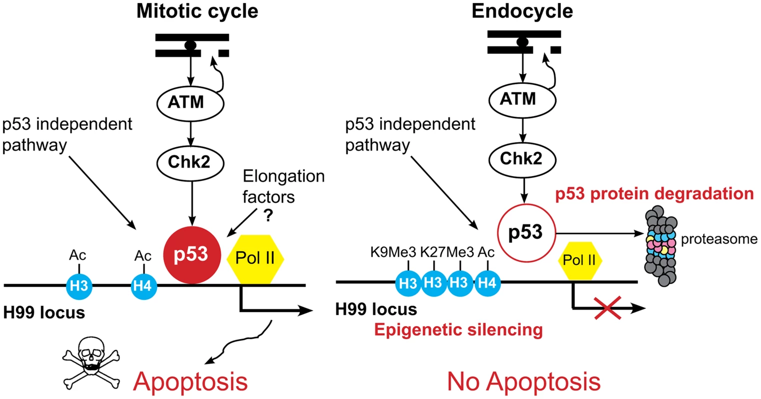Model for tissue-specific apoptotic responses in <i>Drosophila</i>.