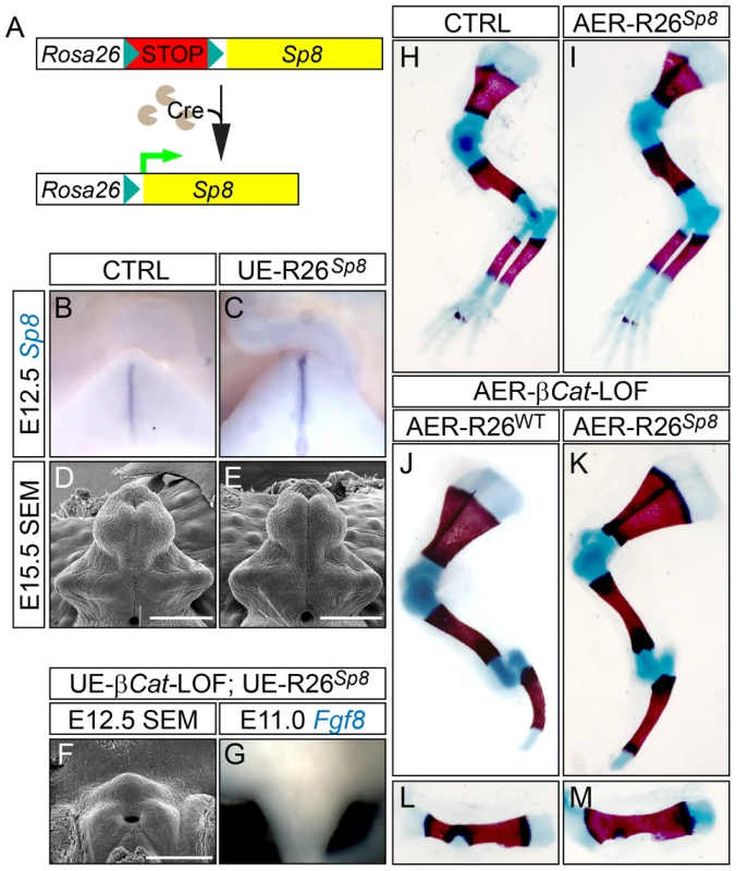 Construction and characterization of <i>R26<sup>Sp8</sup></i> knock-in allele.