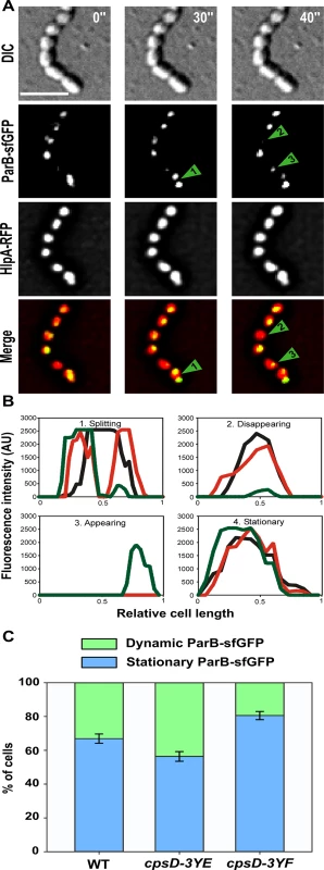 ParB dynamics in <i>cpsD</i> mutants.