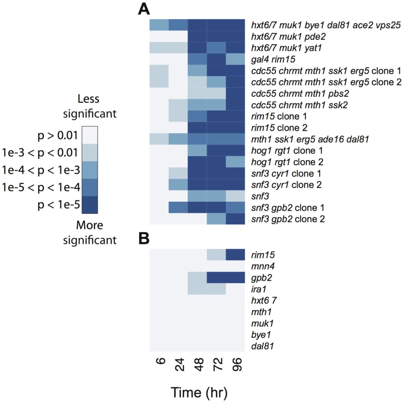 Reduction in cell viability as a function of time in (A) clones isolated from the chemostat experiments and (B) strains carrying a single mutation from E3.