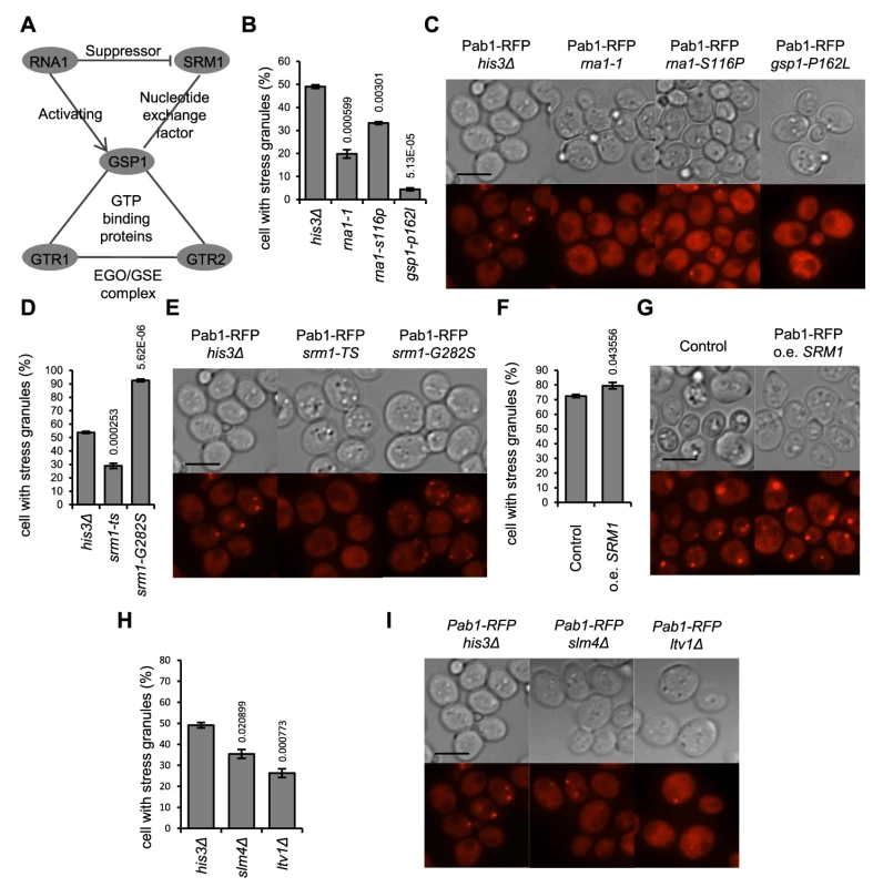 Mutants defective in control of the Ran GTPase homolog have a deregulated SG stress response.